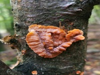 Orangeroter Kammpilz1